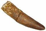 Fossil Spinosaurus Tooth - Real Dinosaur Tooth #353092-1